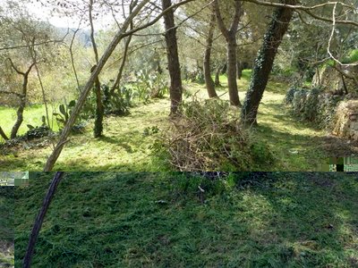 erba sfalciata.jpg (109.42 KiB) Osservato 1759 volte erba sfalciata.jpg