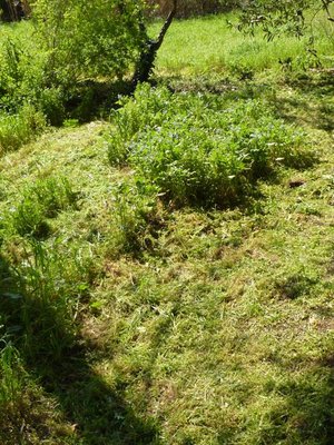 borragine.jpg (125.17 KiB) Osservato 1759 volte borragine.jpg