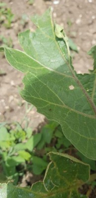 photo_2021-06-21_13-29-58.jpg (53.06 KiB) Osservato 1048 volte photo_2021-06-21_13-29-58.jpg