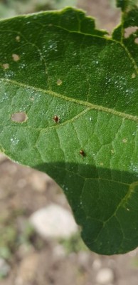 photo_2021-06-21_13-29-55.jpg (66.97 KiB) Osservato 1048 volte photo_2021-06-21_13-29-55.jpg