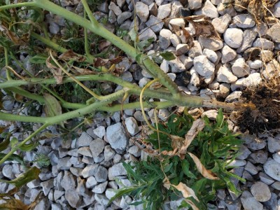 IMG_20210707_184116.jpg (175.17 KiB) Osservato 470 volte IMG_20210707_184116.jpg