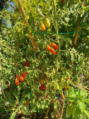 20210731_104242.jpg (128.89 KiB) Osservato 1044 volte 20210731_104242.jpg