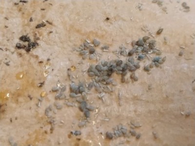 IMG_20211020_165202 web.jpg (37.24 KiB) Osservato 475 volte IMG_20211020_165202 web.jpg