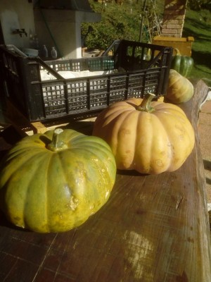 IMG_20211027_133052.jpg (96.46 KiB) Osservato 1124 volte IMG_20211027_133052.jpg