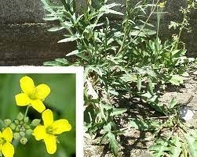 foto 4.JPG foto 4.JPG