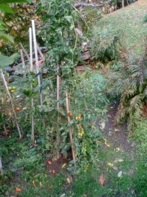 IMG_20211105_112940.jpg (172.26 KiB) Osservato 595 volte IMG_20211105_112940.jpg