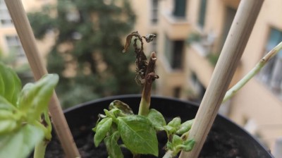 basilico 1.jpeg (47.66 KiB) Osservato 642 volte basilico 1.jpeg