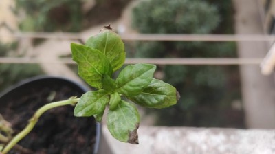 basilico.jpeg (41.82 KiB) Osservato 642 volte basilico.jpeg