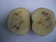 maculatura ferruginea della patata.jpg