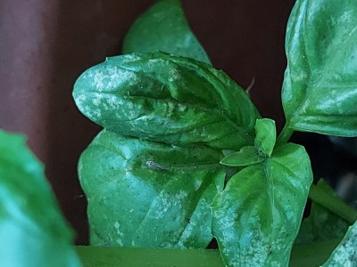 Basilico / Basilico.jpg Basilico.jpg