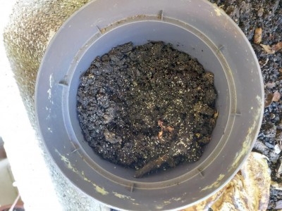 Collemboli / Collemboli.jpg Collemboli.jpg