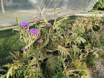 IMG20220630190644_copy_1843x1382.jpg (215.23 KiB) Osservato 433 volte IMG20220630190644_copy_1843x1382.jpg