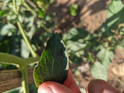 IMG_20220701_183400.jpg (70.77 KiB) Osservato 407 volte IMG_20220701_183400.jpg