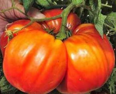 Pomodoro bistecca.jpg (49.2 KiB) Osservato 962 volte Pomodoro bistecca.jpg