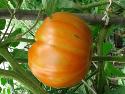 pomodorobisteccone (1).jpg (78.67 KiB) Osservato 716 volte pomodorobisteccone (1).jpg