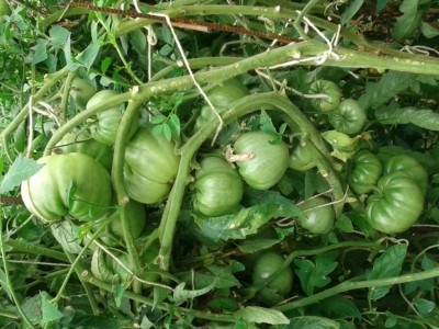 pomodorobisteccone (2).jpg (124.77 KiB) Osservato 716 volte pomodorobisteccone (2).jpg