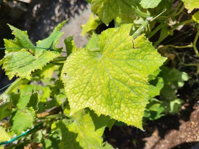 20220816_105427.jpg (122.81 KiB) Osservato 841 volte 20220816_105427.jpg