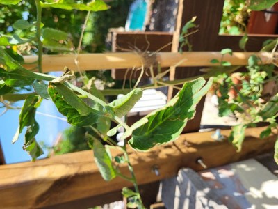 20220816_110258.jpg (102.78 KiB) Osservato 841 volte 20220816_110258.jpg