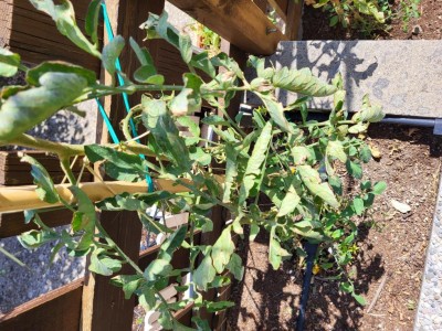 20220816_110325.jpg (188.84 KiB) Osservato 839 volte 20220816_110325.jpg