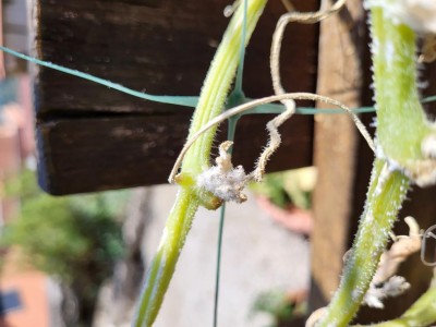 20220816_111856.jpg (71.79 KiB) Osservato 841 volte 20220816_111856.jpg