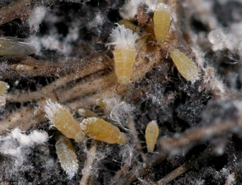 afide radicicolo cicoria.png afide radicicolo cicoria.png