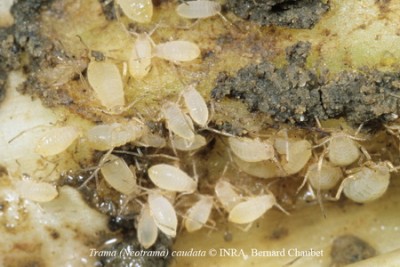 Neotrama-caudata.jpg (86.75 KiB) Osservato 542 volte Neotrama-caudata.jpg