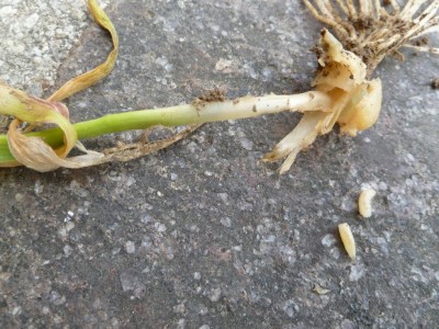 P1010849.JPG (151.78 KiB) Osservato 377 volte P1010849.JPG