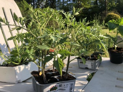 636843C1-F545-4A50-9938-16A3B7768811.jpeg (142.06 KiB) Osservato 670 volte 636843C1-F545-4A50-9938-16A3B7768811.jpeg