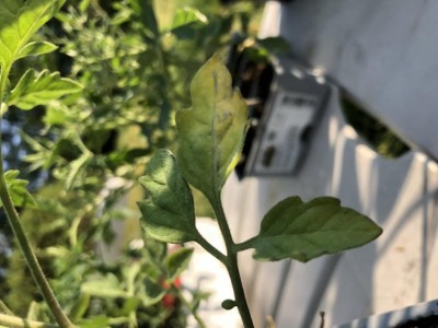 3EC6919B-6B77-420A-BE32-3D4B9BB16CA0.jpeg (73.01 KiB) Osservato 670 volte 3EC6919B-6B77-420A-BE32-3D4B9BB16CA0.jpeg