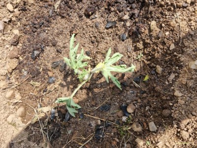 20230505_154621.jpg (242.7 KiB) Osservato 727 volte 20230505_154621.jpg