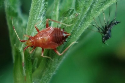 Deraeocoris-ruber_nymph.jpg (133.35 KiB) Osservato 541 volte Deraeocoris-ruber_nymph.jpg