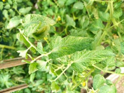 IMG_20230719_100112.jpg (124.94 KiB) Osservato 475 volte IMG_20230719_100112.jpg