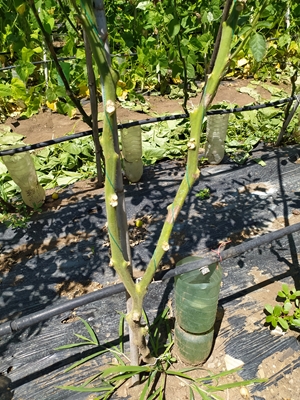 1 IMG_20230626_122537_Edited.JPG 1 IMG_20230626_122537_Edited.JPG