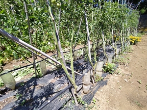 3 IMG_20230626_122616_Edited.JPG 3 IMG_20230626_122616_Edited.JPG