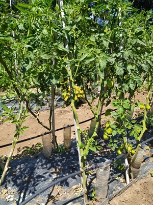 4 IMG_20230626_122657_Edited.JPG 4 IMG_20230626_122657_Edited.JPG