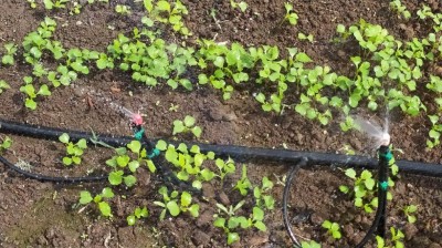 IMG_20230919_131457_Edited.JPG (167.28 KiB) Osservato 783 volte IMG_20230919_131457_Edited.JPG