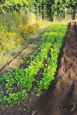 IMG_20230926_085624_Edited.JPG (207.06 KiB) Osservato 783 volte IMG_20230926_085624_Edited.JPG