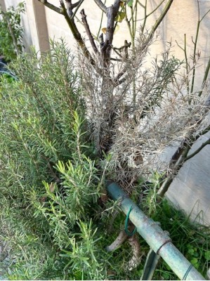 Rosmarino-1.jpg (344.47 KiB) Osservato 592 volte Rosmarino-1.jpg