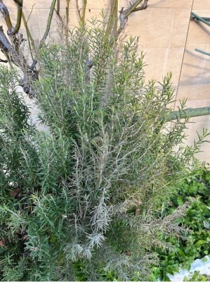 Rosmarino-2.jpg (207.6 KiB) Osservato 592 volte Rosmarino-2.jpg