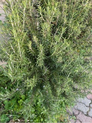 Rosmarino-3.jpg (226.79 KiB) Osservato 592 volte Rosmarino-3.jpg