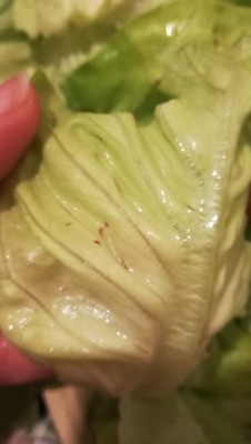 IMG_20240110_135350.jpg (34.31 KiB) Osservato 3367 volte IMG_20240110_135350.jpg