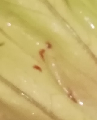 2.jpg (69.69 KiB) Osservato 3367 volte 2.jpg