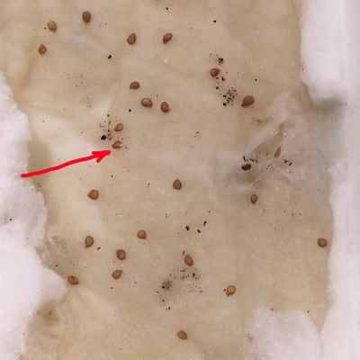 4.JPG (74.18 KiB) Osservato 990 volte 4.JPG