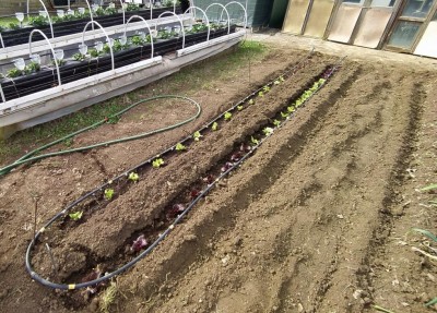 2 insalate varie _Edited.JPG (206.25 KiB) Osservato 1924 volte 2 insalate varie _Edited.JPG