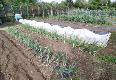 3 cipolle IMG_20240409_194547_Edited.JPG (205.31 KiB) Osservato 1924 volte 3 cipolle IMG_20240409_194547_Edited.JPG