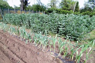 4 Aglio IMG_20240409_193734_Edited.JPG (240.82 KiB) Osservato 1924 volte 4 Aglio IMG_20240409_193734_Edited.JPG