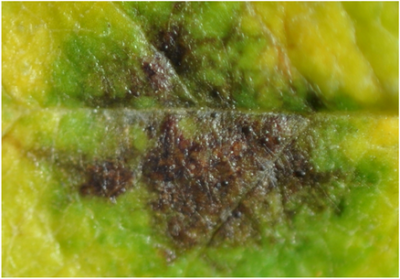 ticchiolatura rosa acervili.png (222.48 KiB) Osservato 472 volte ticchiolatura rosa acervili.png