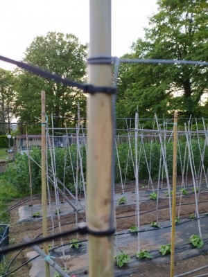 6 IMG_20240506_195915.JPG (148.66 KiB) Osservato 403 volte 6 IMG_20240506_195915.JPG