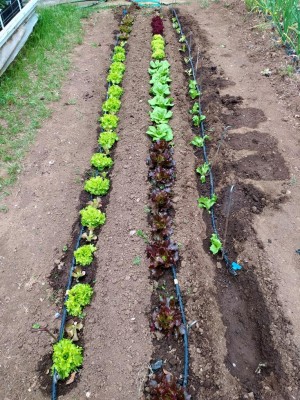 IMG_20240507_121152.JPG (247.92 KiB) Osservato 382 volte IMG_20240507_121152.JPG