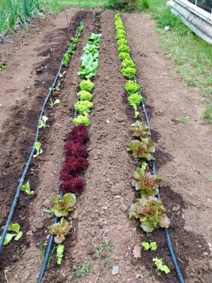 IMG_20240507_121209.JPG (256.04 KiB) Osservato 382 volte IMG_20240507_121209.JPG